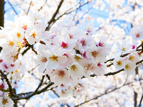 cherry tree blossom