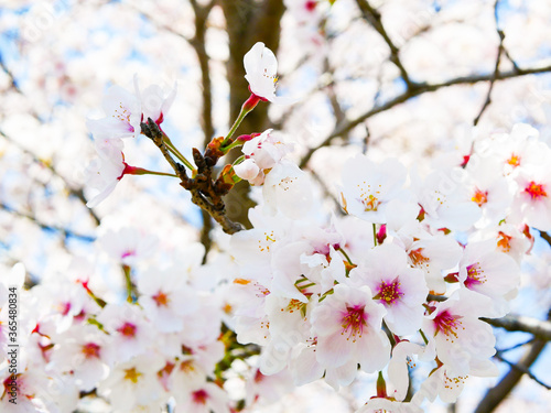 pink cherry blossom