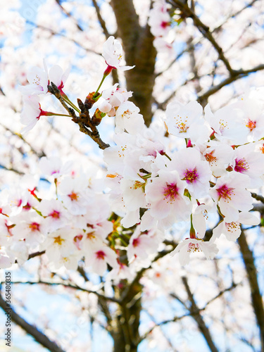 pink cherry blossom