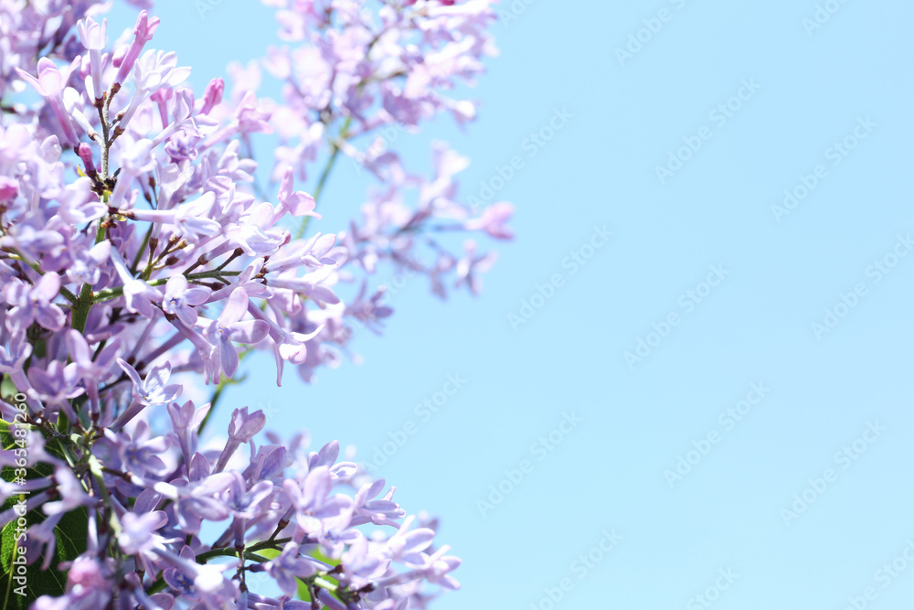 Closeup view of beautiful blooming lilac shrub outdoors