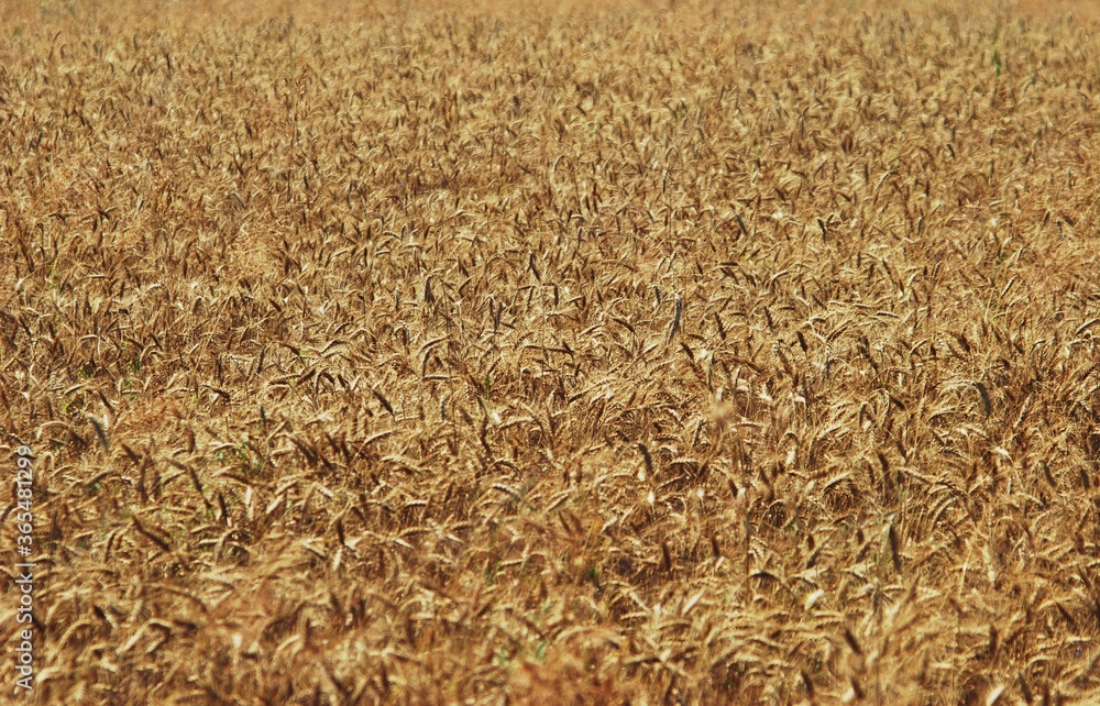 wheat field. rich harvest in agriculture wheat field. rich harvest in agriculture