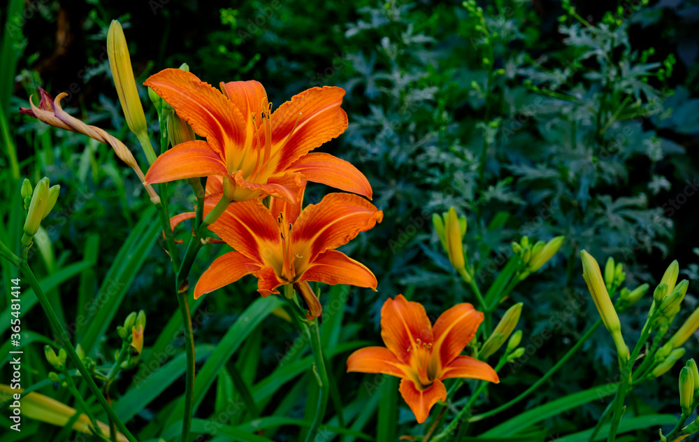A beautiful buds of an orange daylily flowers. Hemerocallis A beautiful buds of an orange daylily flowers. Hemerocallis