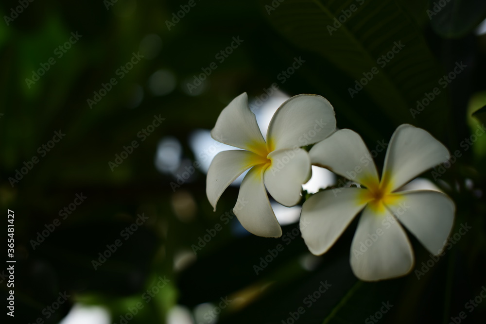 Fototapeta premium Colorful flowers in the garden.Plumeria flower blooming.Beautiful flowers in the garden Blooming in the summer.