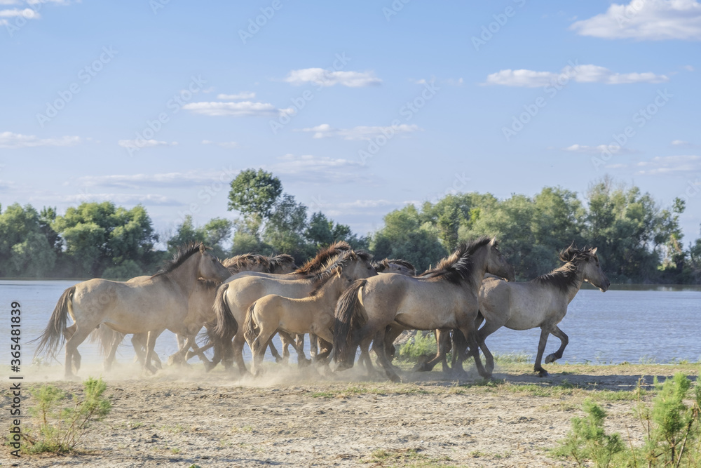 Fototapeta premium Herd of Wild Konik or Polish primitive horse riding against the background of the Danube river