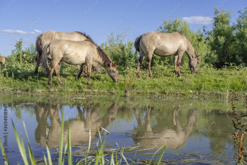 Fototapeta premium Herd of Wild Konik or Polish primitive horse grazes near the river