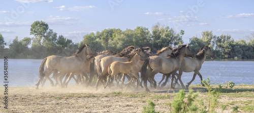 Panorama, Herd of Wild Konik or Polish primitive horse riding against the background of the Danube river