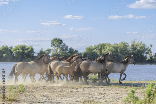 Herd of Wild Konik or Polish primitive horse riding against the background of the Danube river