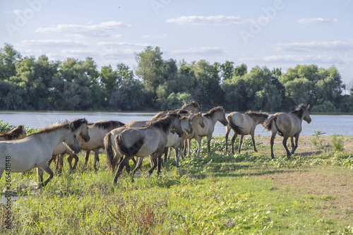 Herd of Wild Konik or Polish primitive horse riding against the background of the Danube river