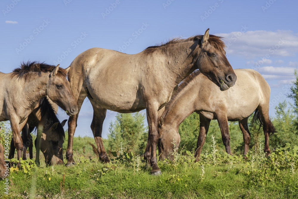 Herd of Wild Konik or Polish primitive horse on Ermakov island