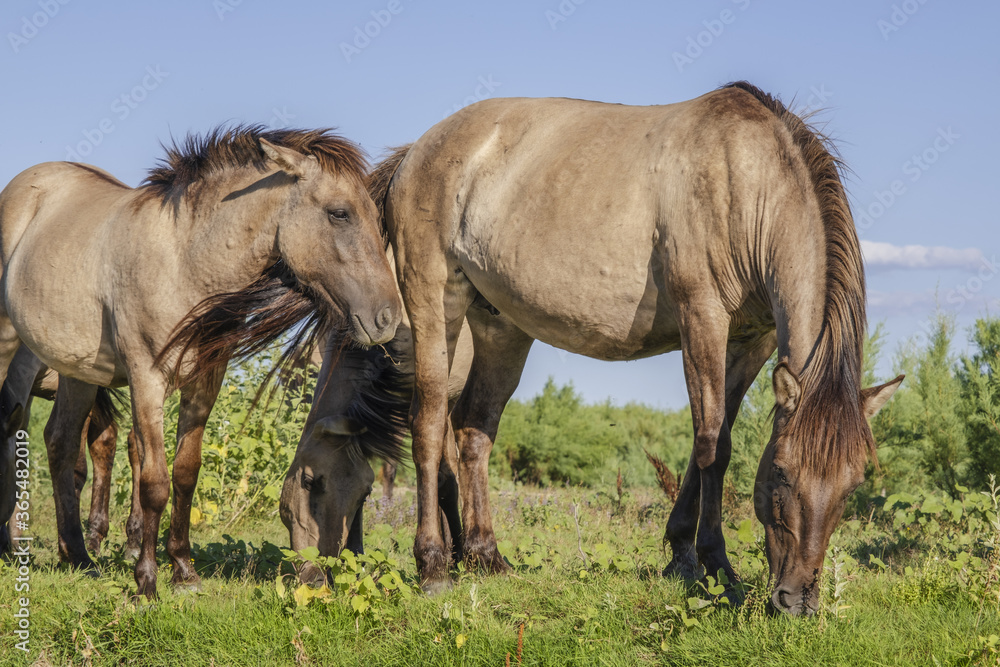 Herd of Wild Konik or Polish primitive horse grazes on the Ermakov island Herd of Wild Konik or Polish primitive horse grazes on the Ermakov island