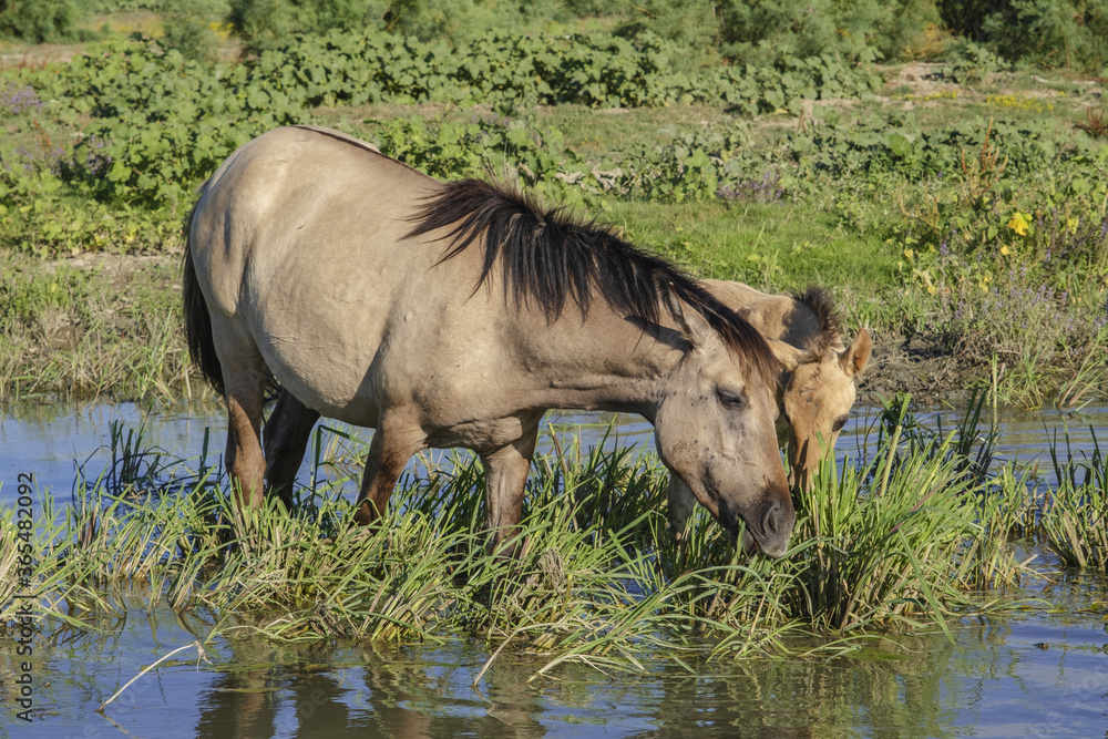 Fototapeta premium Foal in the herd - Wild Konik or Polish primitive horse at the watering hole. The first three foals were born on Ermakov Island