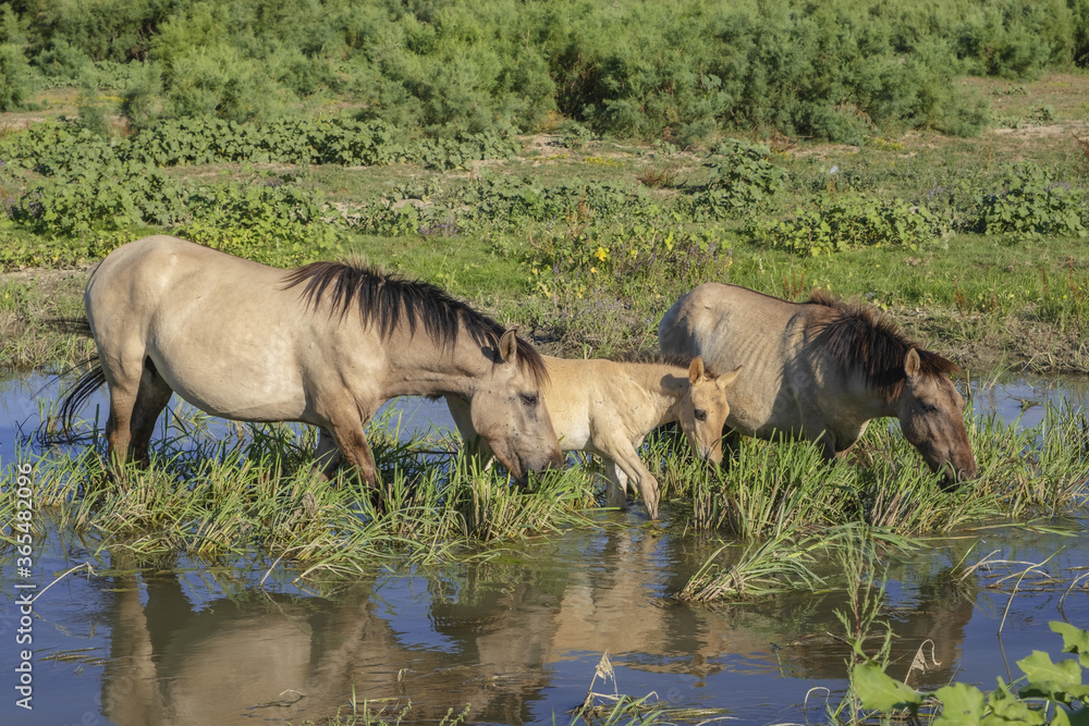 Fototapeta premium Foal in the herd - Wild Konik or Polish primitive horse at the watering hole. The first three foals were born on Ermakov Island