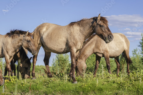 Herd of Wild Konik or Polish primitive horse on Ermakov island