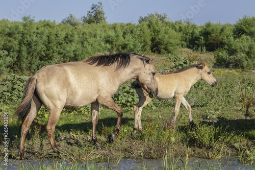 Foal in the herd - Wild Konik or Polish primitive horse. The first three foals were born on Ermakov Island