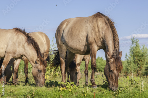 Herd of Wild Konik or Polish primitive horse grazes on the Ermakov island