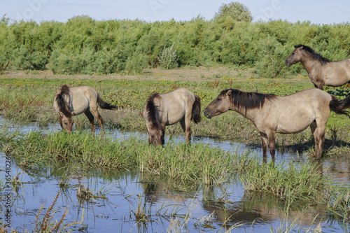 Herd of Wild Konik or Polish primitive horse at the watering hole