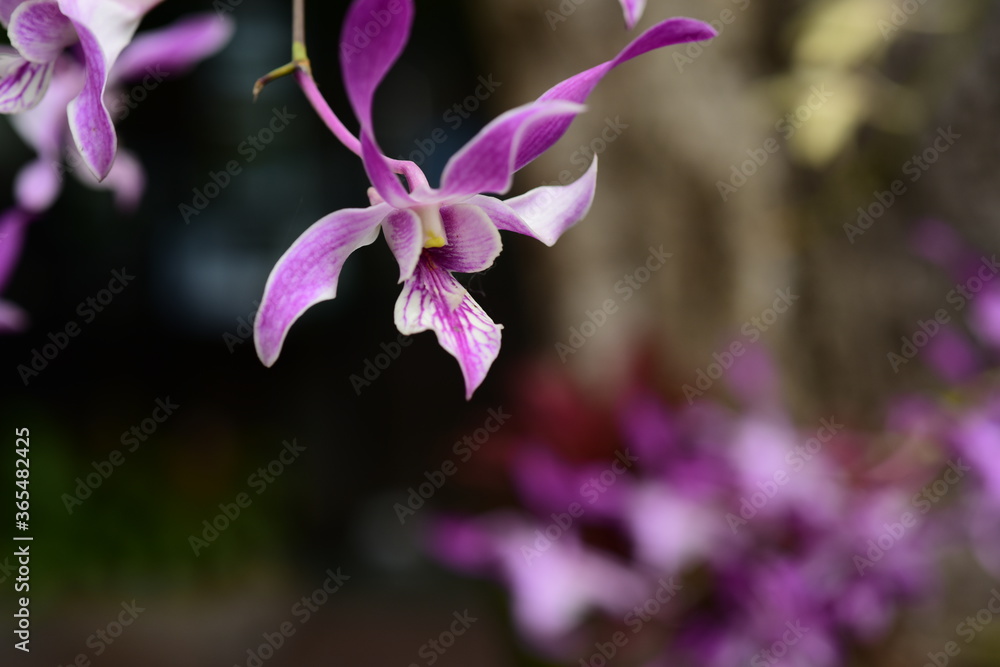 Closeup pictures of purple orchid flowers beautiful in nature Closeup pictures of purple orchid flowers beautiful in nature