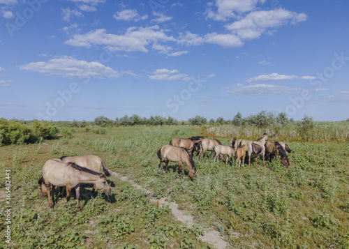 Fototapeta Naklejka Na Ścianę i Meble -  Aerial view on herd of Wild Konik or Polish primitive horse grazes on the Ermakov island