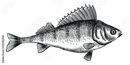 Ink sketch of perch (bass). Hand drawn illustration of river perch. Vector