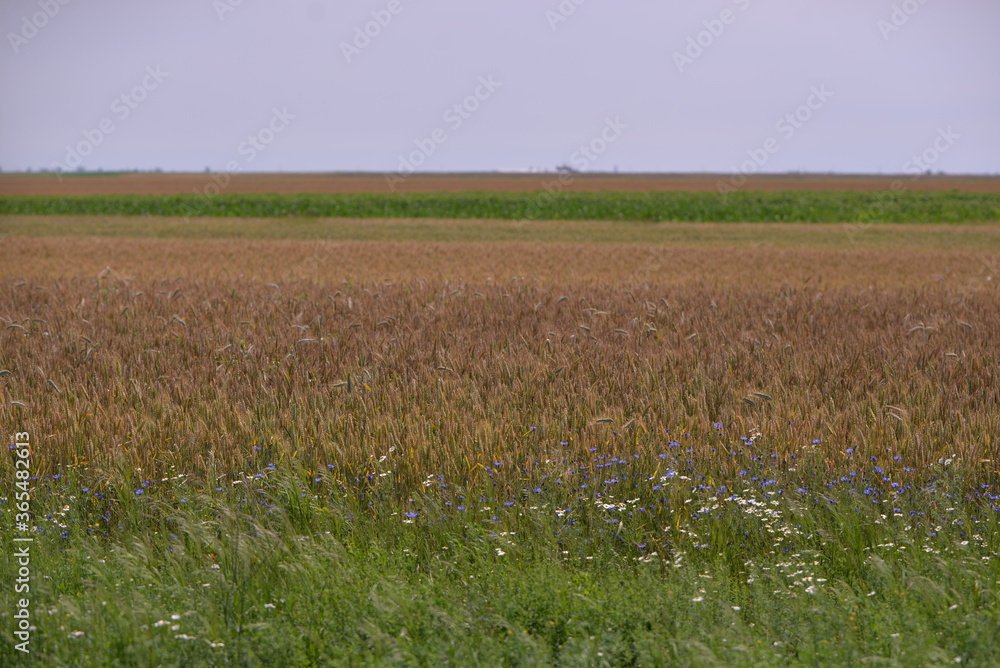 wheat field. rich harvest in agriculture