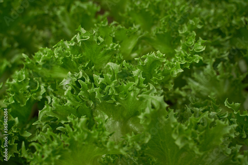 A closeup of a salad growing in a light greenhouse.