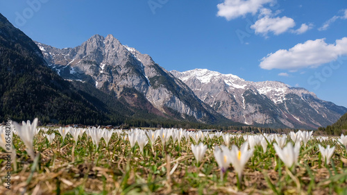 Wild crocus fields in the Alps 