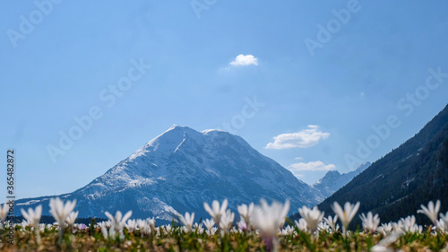 Wild crocus fields in the Alps 