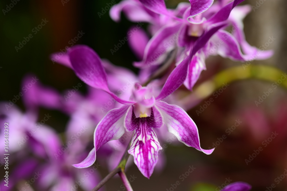 Closeup of purple orchid flowers beautiful in nature Closeup of purple orchid flowers beautiful in nature