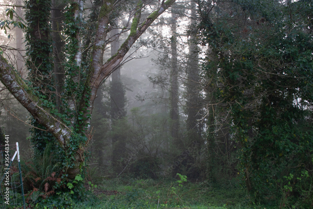 foggy forest foggy forest