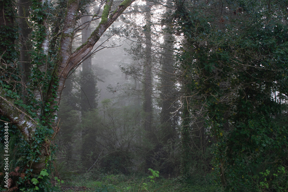 Obraz premium foggy forest