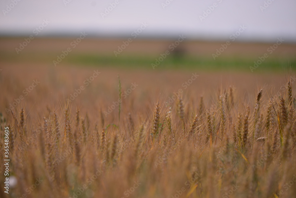Fototapeta premium wheat field. rich harvest in agriculture