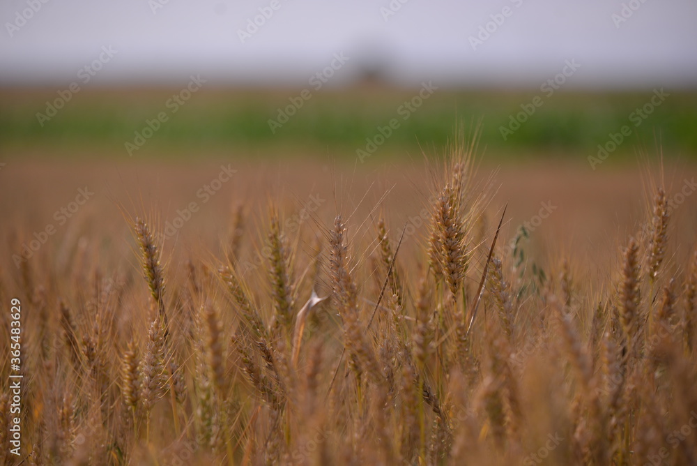 Obraz premium wheat field. rich harvest in agriculture