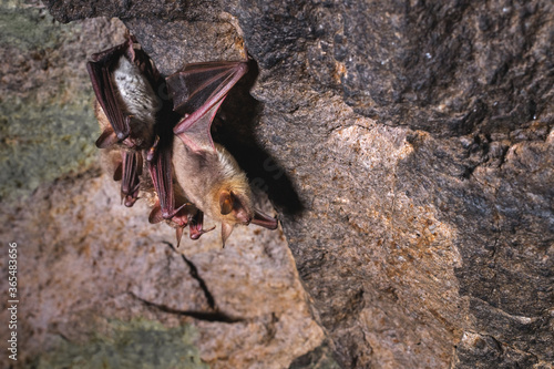 A group of brown bats sleeps on the ceiling of a rock cave. Wild little bats of the North Caucasus
