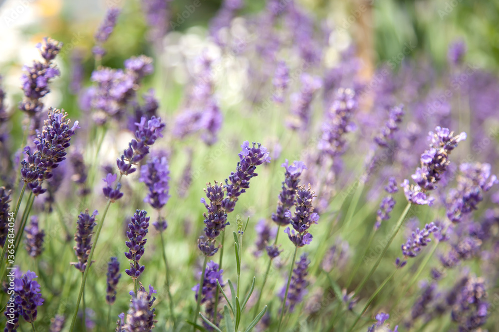 Obraz premium Close up shot of lavender flowers. Lavender purple background. Selective focus