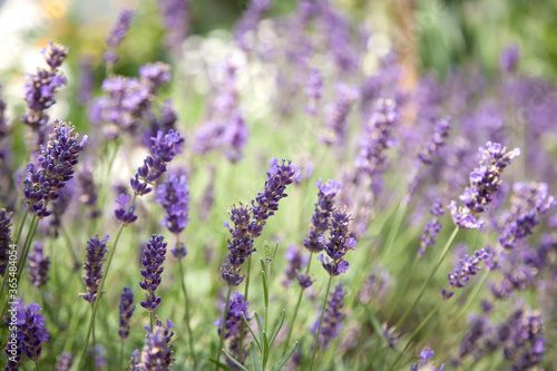Close up shot of lavender flowers. Lavender purple background. Selective focus © Anna