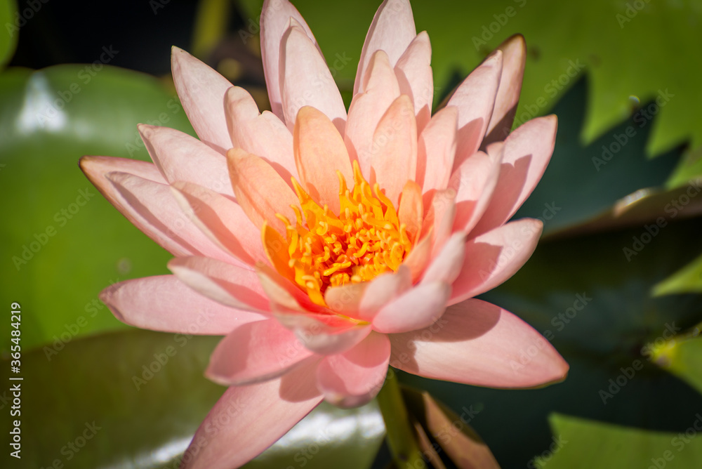 Pink lotus (Nelumbo species) flower on large round leaves Pink lotus (Nelumbo species) flower on large round leaves