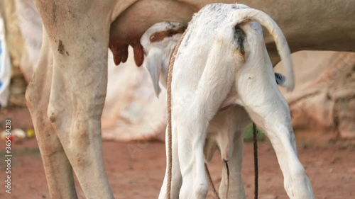 Beautiful brahman calf drinks milk from his mother,gir cow cattle drink milk from mother, selective focus without noise,mother cow and drinking newborn  white calf in farm, Brazilian cow calf