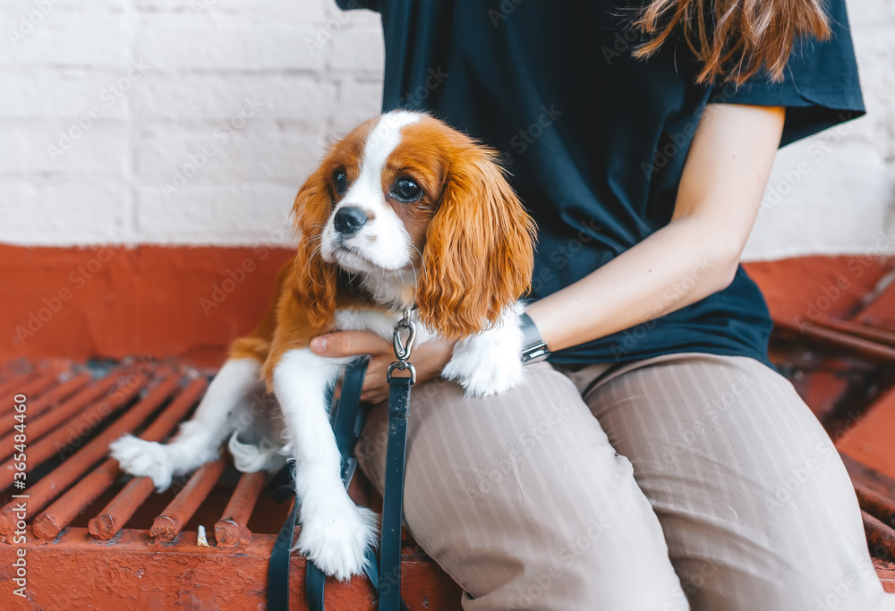 Puppy sits on the feet of the owner on a bench