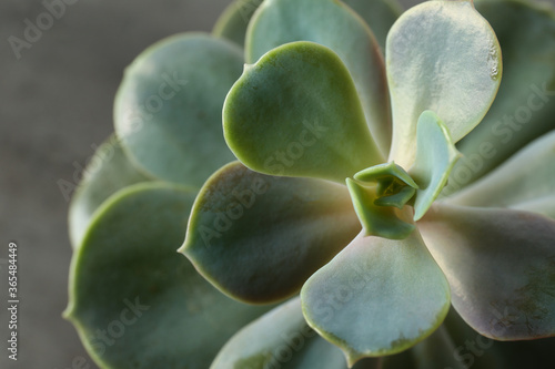 Beautiful echeveria on grey background  top view. Succulent plant