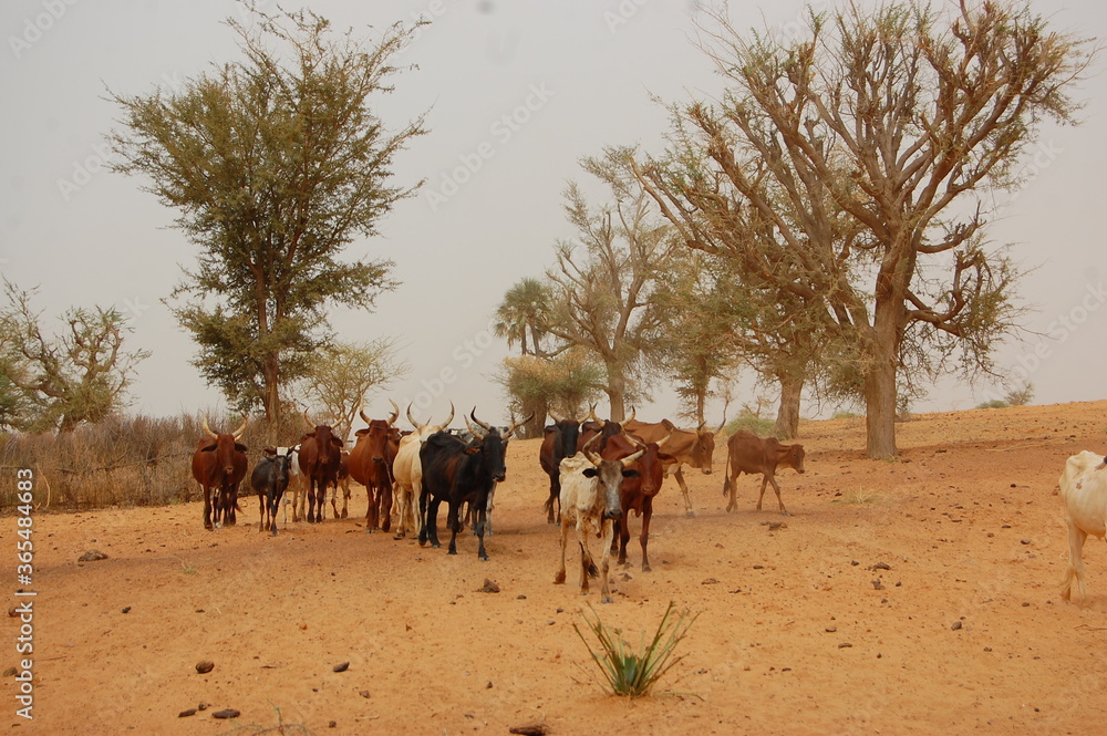 l 'élèvage en milieu rural à Dori au Nord du Burkina faso