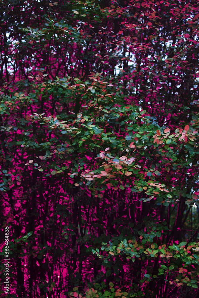 View of autumn trees in the light of the red flash in the evening in the forest. View of autumn trees in the light of the red flash in the evening in the forest.
