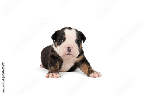 Portrait of a three weeks old Old English Bulldog puppy lying isolated against a white background