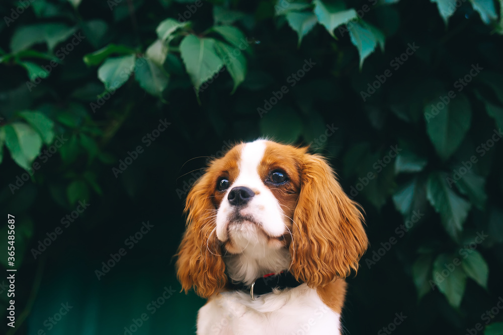 Cavalier king charles spaniel puppy in the city park. Closeup portrait