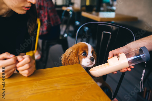 Cute puppy and its owners in a city cafe