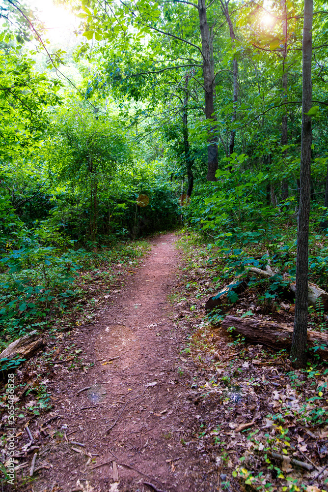 path in the summer forest path in the summer forest