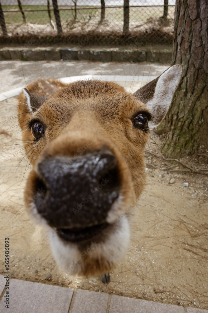 Holy Deer Holy Deer