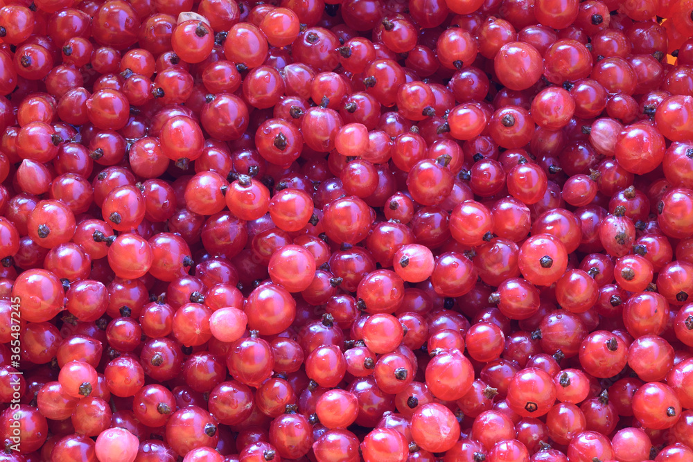 Background. Red currant berries with water drops close-up. Background. Red currant berries with water drops close-up.