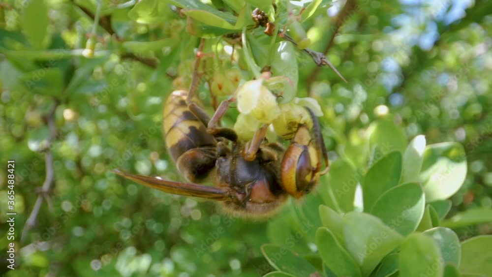 A brown big bee hanging on the barberry flower A brown big bee hanging on the barberry flower