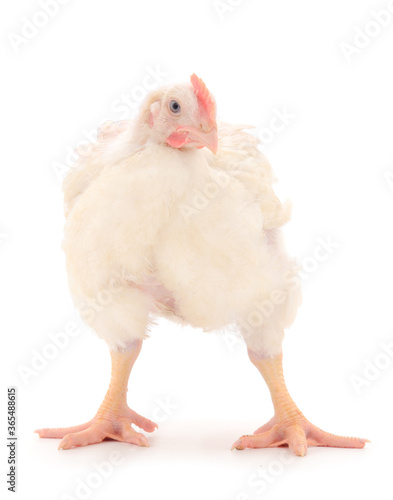 Fotografi Young broiler chicken.