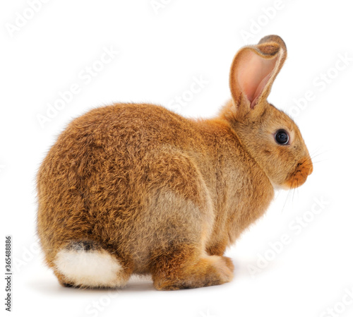 Fototapeta Naklejka Na Ścianę i Meble -  Brown rabbit isolated.